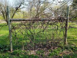 See more ideas about grape vines, garden vines, grape vine trellis. How To Build Grape Trellis Support Eat Travel Life