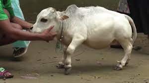 Rani may be the smallest cow in the world. Owner Of Tiny Cow Hopes It Is Smallest In The World
