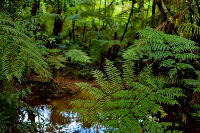 Sinharaja Rainforest Buffer Zone UNESCO World Heritage tropical lowland endemic birds inland Sri Lanka