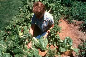 Raise cute farm animals and harvest diverse crops to enjoy unlimited barn space. Expected Vegetable Garden Yields