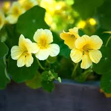 Image result for Nasturtium
