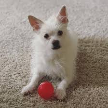 The shih tzu chihuahua mix, often known as the shichi, is a toy sized dog with a plus sized personality. What You Need To Know About The Shih Tzu Chihuahua Mix K9 Web