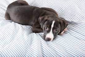 Having a feeding plan from the first month until the. The Pitbull Lab Mix All You Need To Know K9 Web