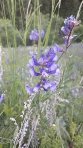 Image result for Psoralea