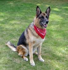Black And White Spotted Shepherd Dog Spotted Handkerchief In Starring Role As German Shepherd Bandana German Shepherd Dogs Old Dogs Shiloh Shepherd