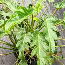 See more ideas about office plants, plants, indoor plants. 13 Best Indoor Plants And How To Care For Them Architectural Digest