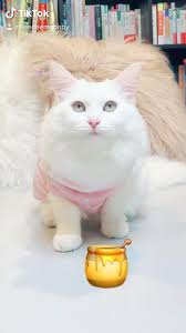 A Cute Song Video Cute Songs Cute Animals Cats