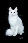 Turkish Angora Cat Breed Profile | Petfinder