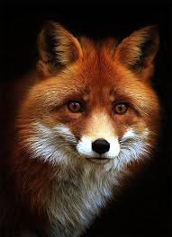 Black And Orange Fox Species Beautiful Red Fox Portrait Cross Stitch Pattern 14 Ct Aida In 2020 Animals Black And White Nature Photography Animals Red Fox
