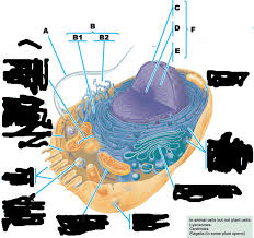 We did not find results for: Quia Ap Chapter 6 Cells Detailed