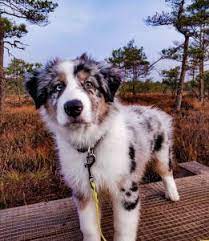 Find newfoundland dogs and puppies for sale in the uk near me. Australian Shepherd Dog Breed Information Owner S Guide Tips Facts