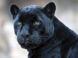 Check spelling or type a new query. Jaguar Black Panther Wallpaper 1920x1440 476081 Wallpaperup