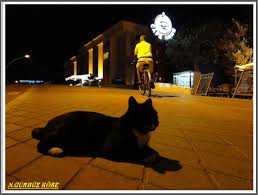 Gece Ve Kedi Kedi Fotograf Gece