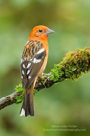 flame colored tanager guzel kuslar hayvanlar hayvanlar alemi