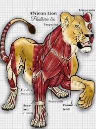 .lioness anatomy lioness leg anatomy lioness muscle anatomy lioness anatomy of it sitting lioness and lion anatomy lioness drawing anatomy lioness reproductive anatomy. Big Cats Lioness Anatomy By Devinnath On Deviantart