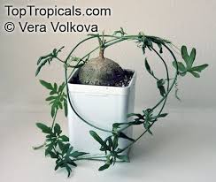 Image result for Kedrostis nana