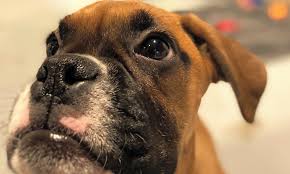 We did not find results for: Want To Adopt A Pet Here Are 5 Precious Puppies To Adopt Now In