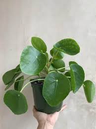 Image result for Cissus rotundifolia