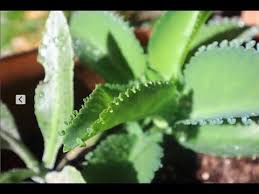 Pin En Jardineria Y Plantas