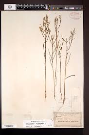 Image result for Salicornia pachystachya