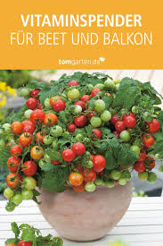 Pflanz Dir Vitamine In 2020 Gemuse Pflanzen Tomaten Pflanzen Balkon Tomaten Pflanzen