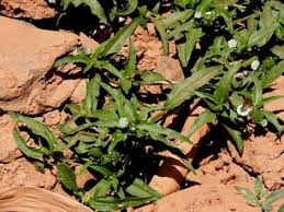 Image result for Sacciolepis africana