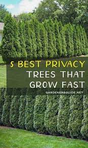 5 Best Privacy Trees That Grow Fast Privacytrees Privacy Tree Fastgrowing Gardening Privacypl Privacy Trees Backyard Privacy Trees Best Trees For Privacy