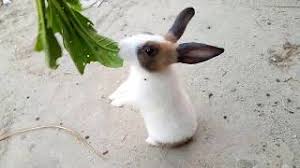 Usually, the rabbit loves to chew different types of leaves. Rabbit Eating Radish Leaf Funny And Cute Rabbits Eating Compilation Youtube