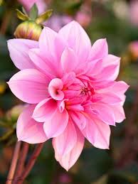 Crysanthenum 1 Jpg Beautiful Flowers Love Flowers Birth Month Flowers