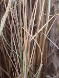 Image result for Elionurus