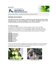 In this study, the incidence of four insect pests on jatropha, strabala rufa, gnathamitermes tubiformans, pempelia morosalis, and acanthoplus discoidalis was recorded over. Calameo Jatropha Curcas Oil For Biodiesel Questions And Answers