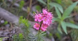 Image result for Phyllodoce breweri