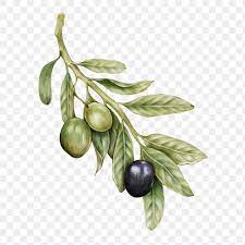 Raw Olive Illustration Png Sticker Hand Drawn Free Image By Rawpixel Com Gade How To Draw Hands Illustration Food Drawing