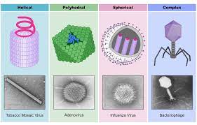 For this assignments students draw and label and enveloped animal virus and a bacteriophage. Virus Classification Bioninja