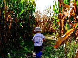 Explore the corn maze and find your way through all the twists and turns. Your Guide To Corn Mazes In Southeast Michigan Ann Arbor Family