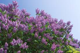 Bloomerang dark purple lilac shrubs are handsome rounded shrubs that produce very large, dark purple flower buds that appear in mid to late spring. How To Grow A Lilac Bush For Beautiful Blooms In The Spring Natalie Linda