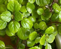 Succulent swedish ivy, pillow plant; Swedish Ivy Care And Propagation Discover Candide Gardening