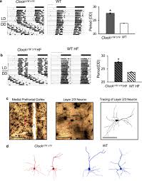 I think most importantly we might have proved to ourselves that we can compete. The Clock Mechanism Influences Neurobiology And Adaptations To Heart Failure In Clock 19 19 Mice With Implications For Circadian Medicine Scientific Reports