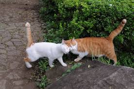 For example, when your cat is hungry, she's rubbing all over your legs to let you know it's her feeding time. Why Do Cats Rub Against You It S Because They Love You That S Why