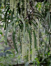 Image result for Diaphananthe