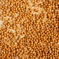 How To Cook Soybeans And Make Dry Roasted Soybeans | Nutriplanet
