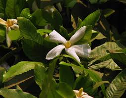 Image result for Gardenia resinifera