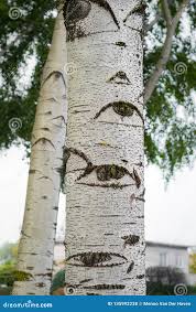 Image result for Populus ×  canescens