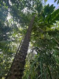 Image result for Pouteria adolfi-friedericii