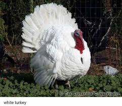 Why is a turkey called 'ayam belanda'? Ayam Belanda Ayam Piru Ayam Kampung Pokok Sena Kedah Facebook