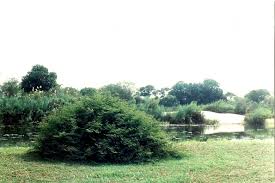 Image result for Acacia hebeclada