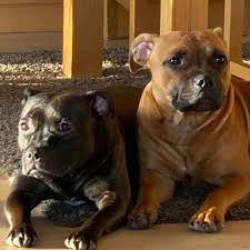 Staff In 2020 Cute Dogs Pitbull Terrier Animals