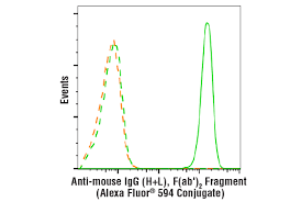 The secondary antibody is diluted to 1:500 added with 0.1% bsa and 0.01. Anti Mouse Igg H L F Ab 2 Fragment Alexa Fluor 594 Conjugate Cell Signaling Technology