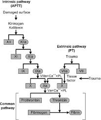 Commonly used activators are kaolin, ellagic acid, glass (which is why blood clots in a red top tube) and siliceous earth (e.g. The Role Of The Coagulation System In Preterm Parturition Intechopen