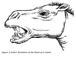 Explore millions of awesome videos and pictures in an endless random gallery on scrolller.com. Over The Hump Taking The Aig Camel Challenge National Center For Science Education